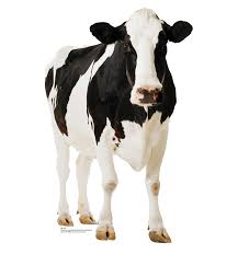 cow