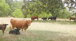 cattle_grazing