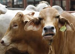 cattle