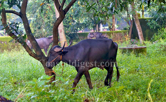 Panamboor cattle 3