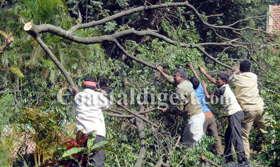 Sandalwood_tree_axed1