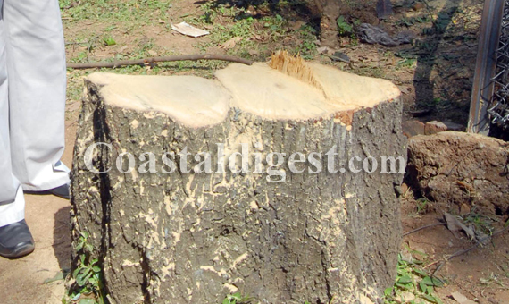 Sandalwood_tree_axed2