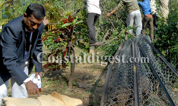 Sandalwood_tree_axed3