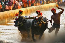 kambala