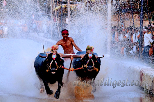 Kambala ban1
