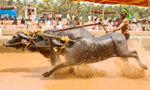 kambala