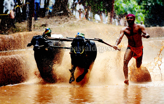 Kambala 21 1