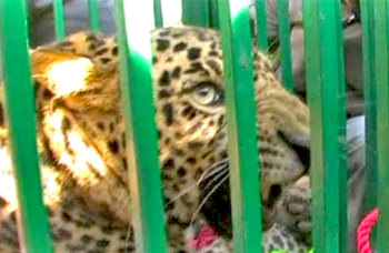 Leopard escapes