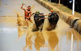kambala