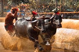 kambala