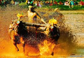 kambala