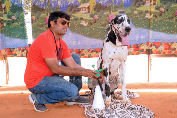 Dog_show_16_1