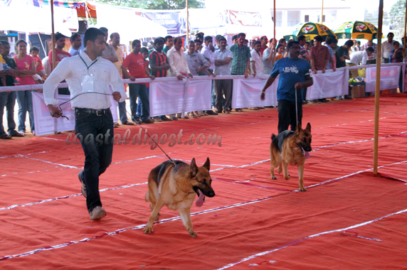 Dog_show_16_3