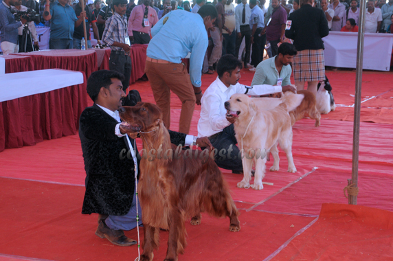 Dog_show_16_5