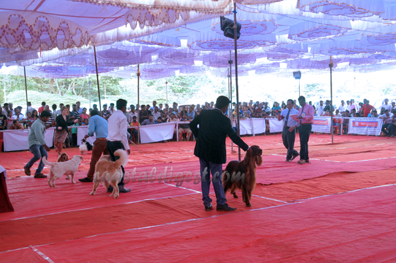 Dog_show_16_6