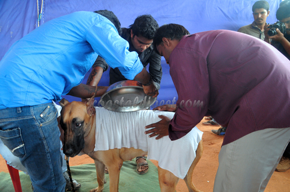 Dog_show_16_8