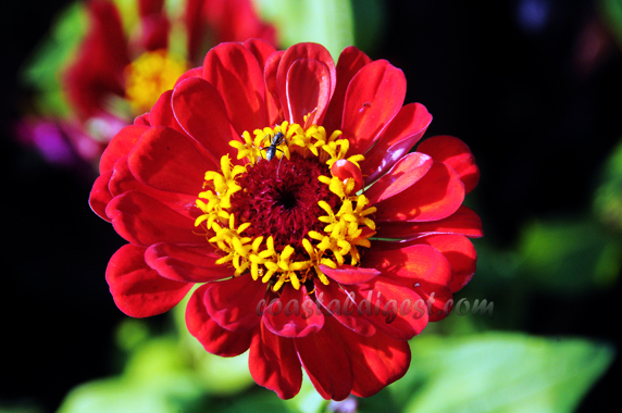 Kadri_flower_show_13_4