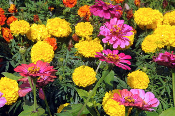 Kadri_flower_show_13_5