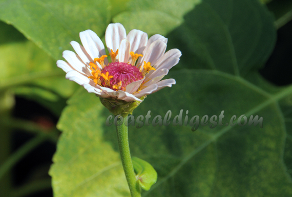 Kadri_flower_show_13_6