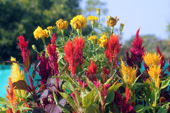 Kadri_flower_show_13_7