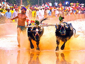 kambala1