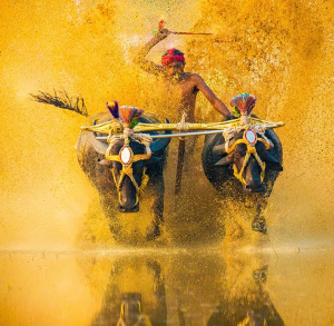 kambala