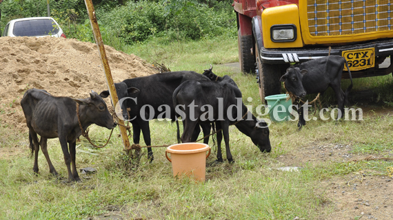 Cattle_trafficking_1