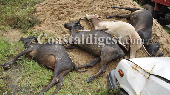 Cattle_trafficking_2