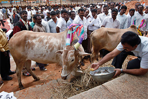 cow_slaughter