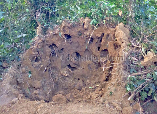 Bantwal:'Treasure hunters' dig anthill; devotees set up a Naga-katte |  coastaldigest.com - The Trusted News Portal of India