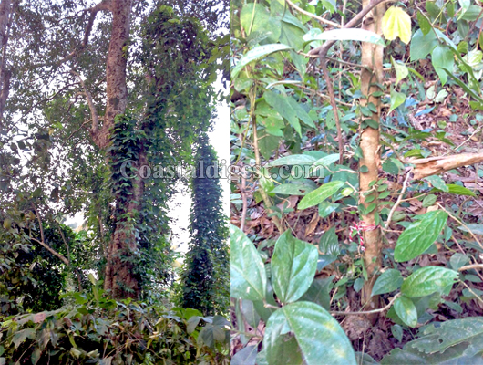 Nagabana destroyed bantwala 4