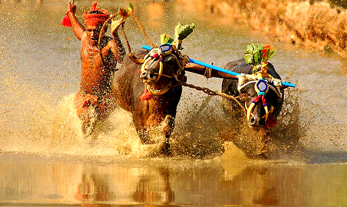 kambala