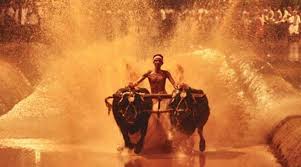 1kambala