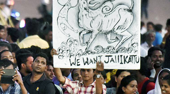 jallikattu copy