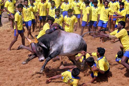 jallikattu copy copy