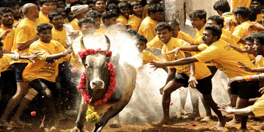 Jallikattu