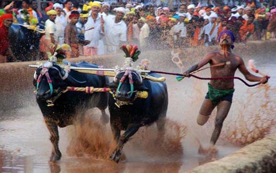 Kambala 2
