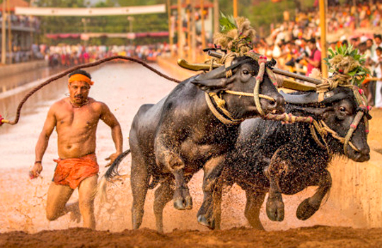 kambala