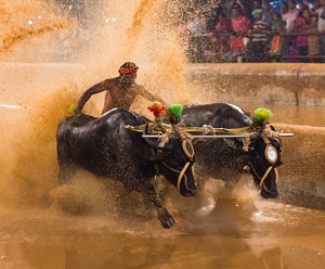 kambala copy