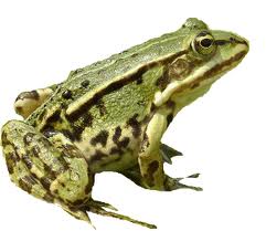 frog