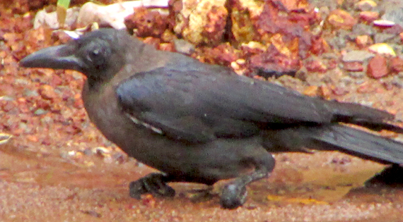Crow_2