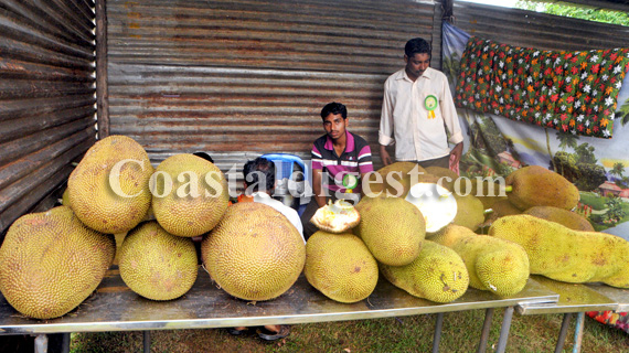 Jack_Fruit_Mela1_7