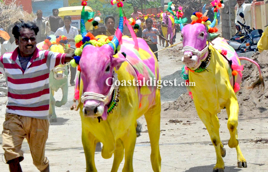 Sankranthi bullack race1