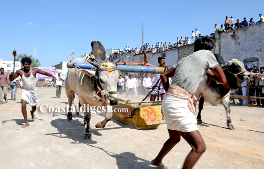 Sankranthi bullack race10