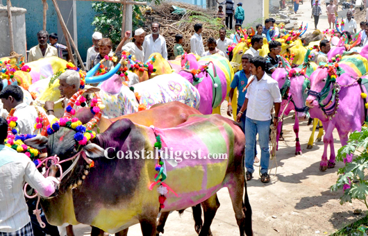 Sankranthi bullack race11
