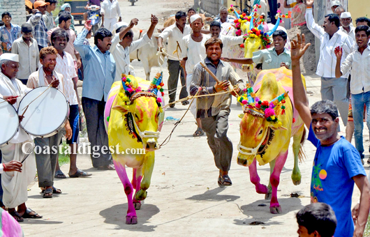 Sankranthi bullack race12