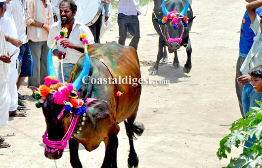 Sankranthi bullack race13