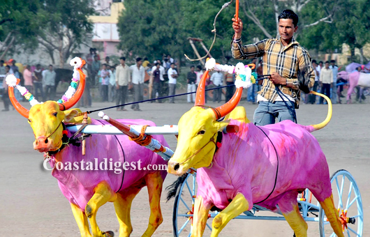 Sankranthi bullack race2