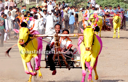 Sankranthi bullack race3