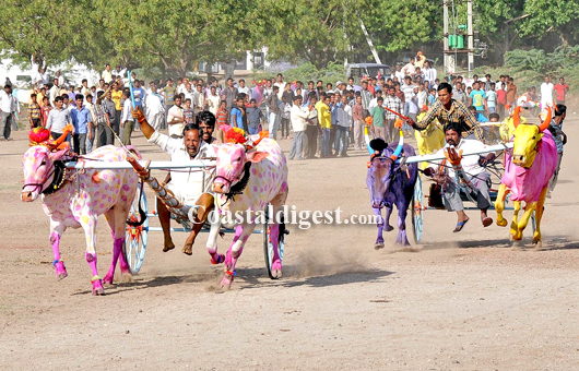 Sankranthi bullack race4